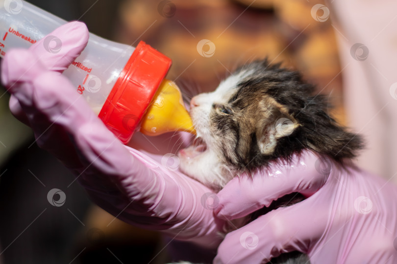Скачать Человек в розовых перчатках кормит котенка из бутылочки фотосток Ozero