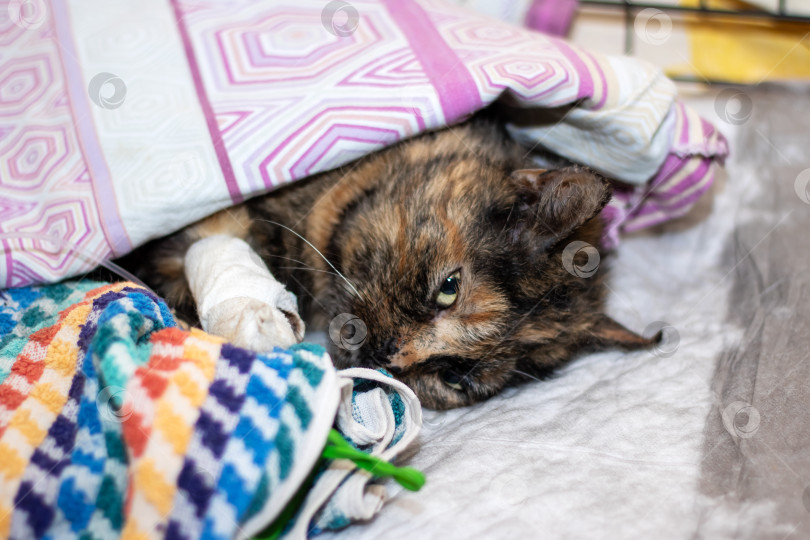Скачать Кошка с перевязанной ногой, лежащая под уютным текстильным одеялом фотосток Ozero