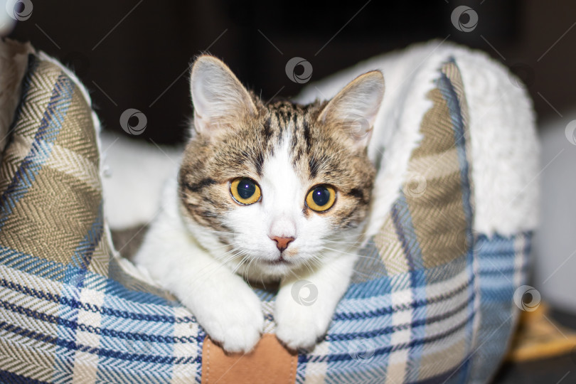 Скачать Кошачий кот, развалившийся на клетчатой кровати, смотрит в камеру, подергивая усами фотосток Ozero