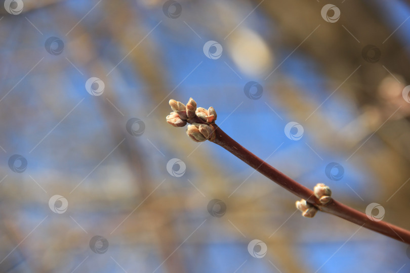 Скачать Ранняя весна фотосток Ozero