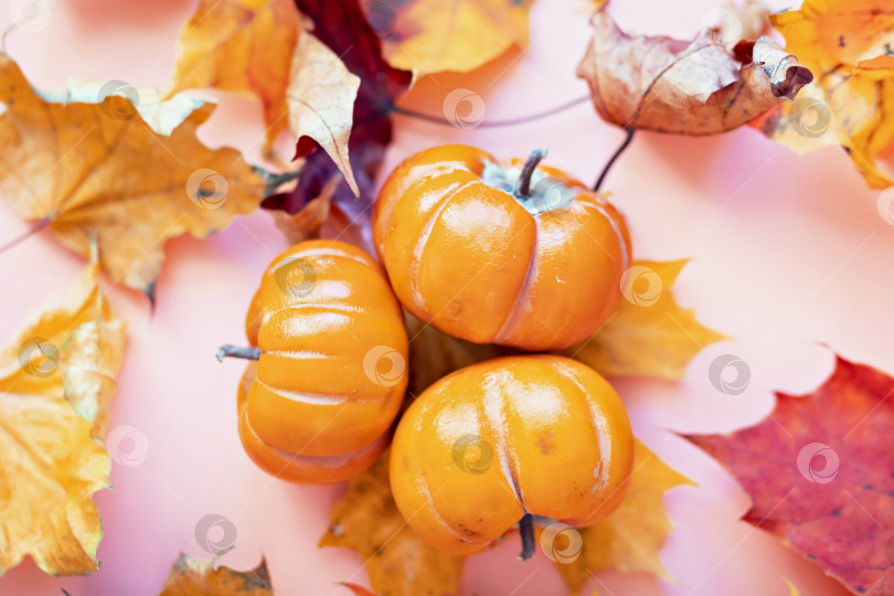 Скачать Осенний натюрморт. Опавшие кленовые листья и оранжевые тыквы. Осенний сбор урожая. фотосток Ozero