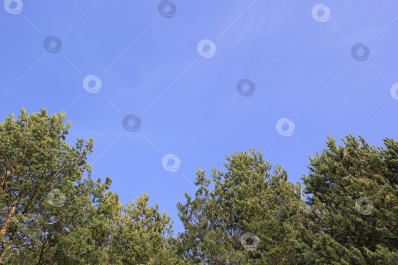 Скачать Деревья на фоне неба фотосток Ozero
