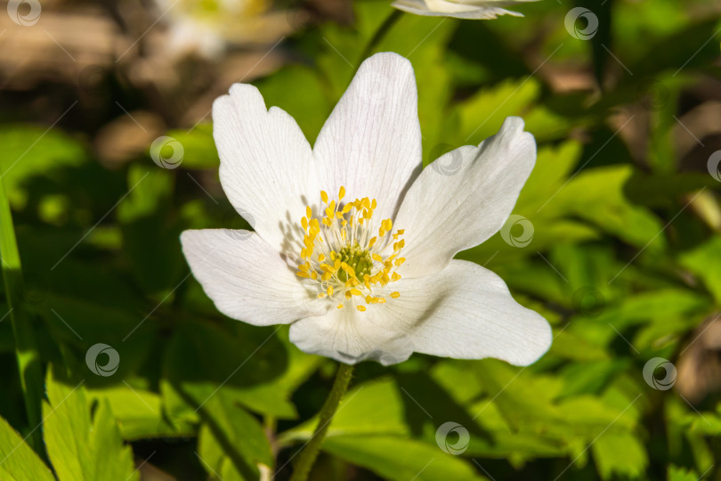 Скачать Россия. 10 мая 2022 года. Белые цветы анемоны в парке города Петродворец. фотосток Ozero