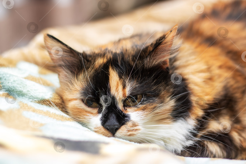 Скачать Ситцевый кот развалился на диване и смотрит в камеру фотосток Ozero