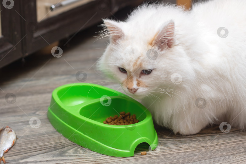 Скачать Семейство кошачьих - хищные кошки, которые едят из зеленой миски с усами и мордой фотосток Ozero