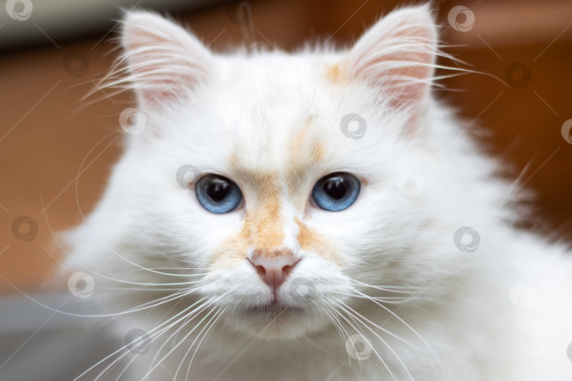 Скачать Крупный план маленькой белой кошки с голубой радужкой и усами у окна фотосток Ozero