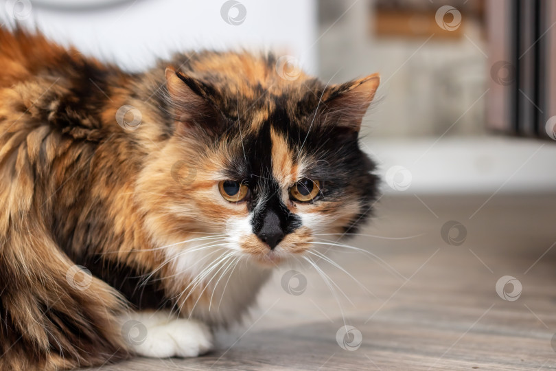 Скачать Пестрый кот с усами сидит на деревянном полу и смотрит в окно фотосток Ozero
