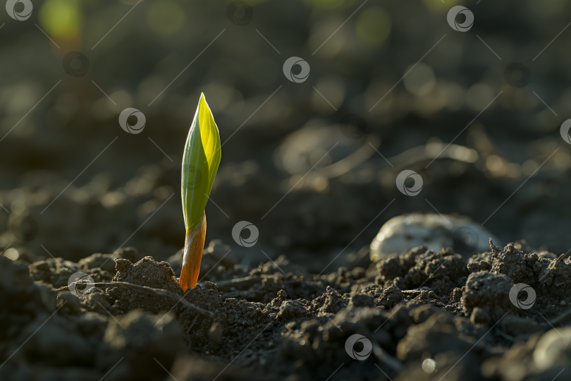 Скачать Молодое растение, прорастающее из плодородной почвы. Сгенерированный искусственным интеллектом фотосток Ozero