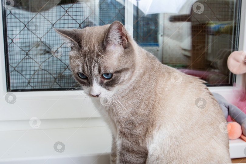 Скачать Кошка с голубыми глазами смотрит в окно, подергивая усами фотосток Ozero