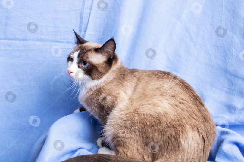Скачать Портрет серой кошки с голубыми глазами на синем фоне фотосток Ozero