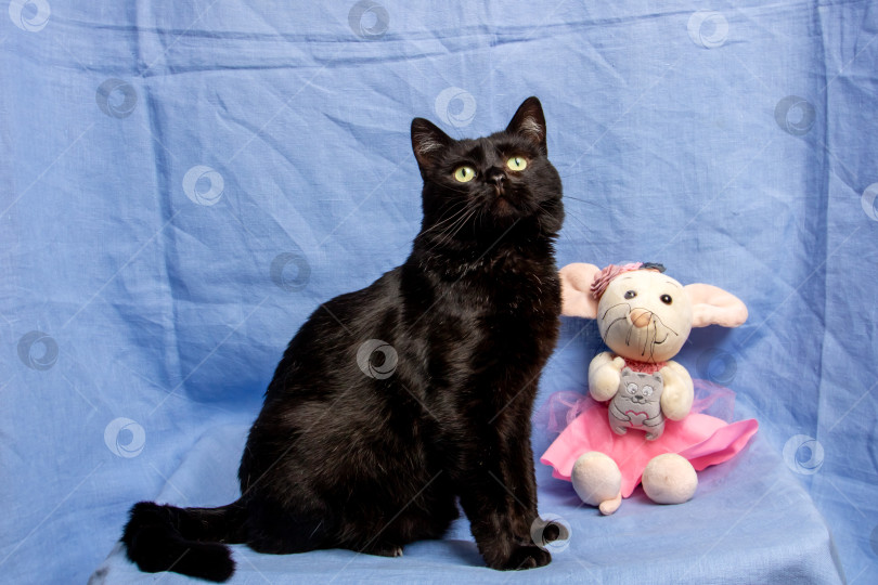 Скачать Симпатичный черный кот на синем фоне, портрет крупным планом фотосток Ozero