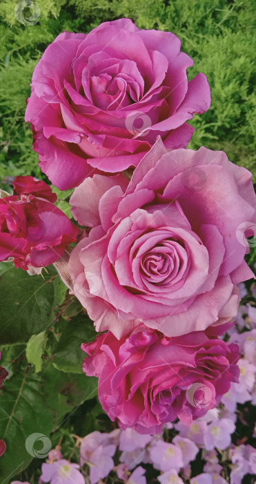 Скачать Розовые цветы в саду роз. Фон из зеленой листвы фотосток Ozero