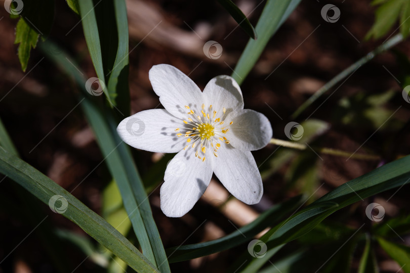 Скачать Крупным планом цветок Ветреницы Дубравной (Anemonoides nemorosa) фотосток Ozero