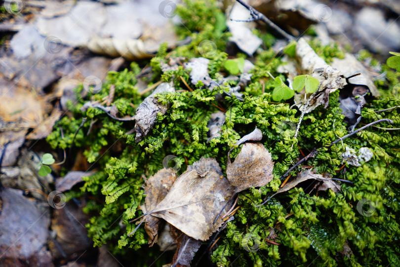 Скачать Мод Plagiochila Porelloides групповым планом (ракурс 2) фотосток Ozero