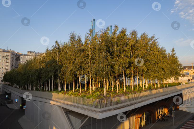 Скачать Берёзовая роща. Остров Балчуг. город Москва фотосток Ozero