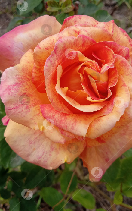 Скачать Оранжевая красивая роза, растущая в саду крупным планом фотосток Ozero