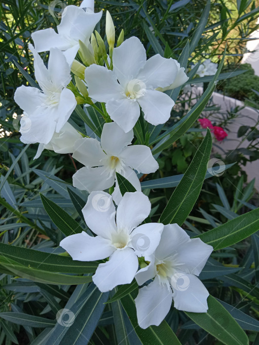Скачать Нериум олеандровый Тулузский, чисто-белые цветы, крупным планом. фотосток Ozero