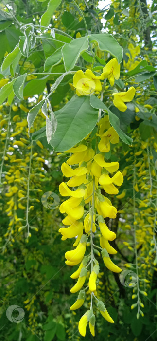 Скачать Цветы древовидной желтой акации, robinia pseudoacacia. Ветка с цветами на зеленом фоне фотосток Ozero