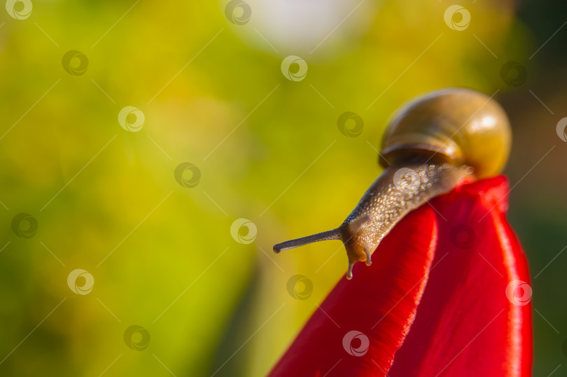 Скачать Улитка на красном цветке тюльпана, на зеленом фоне фотосток Ozero