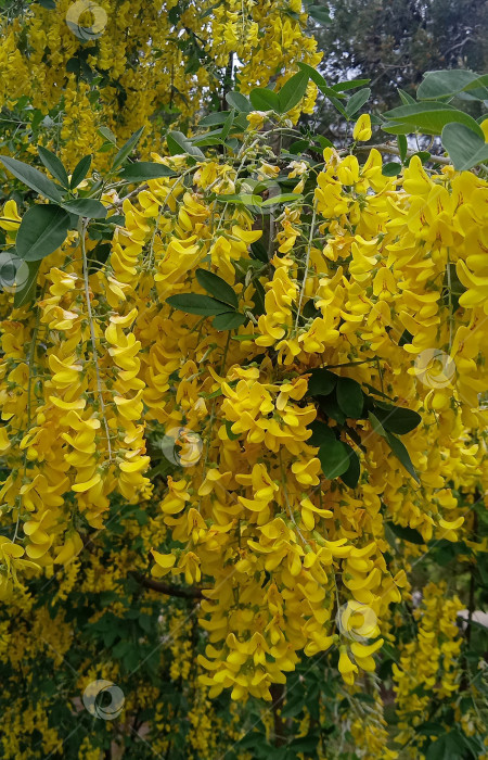 Скачать Цветы древовидной желтой акации, robinia pseudoacacia. Ветка с цветами на зеленом фоне фотосток Ozero