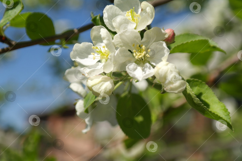 Скачать яблоня цветет весной на зеленой фольге фотосток Ozero