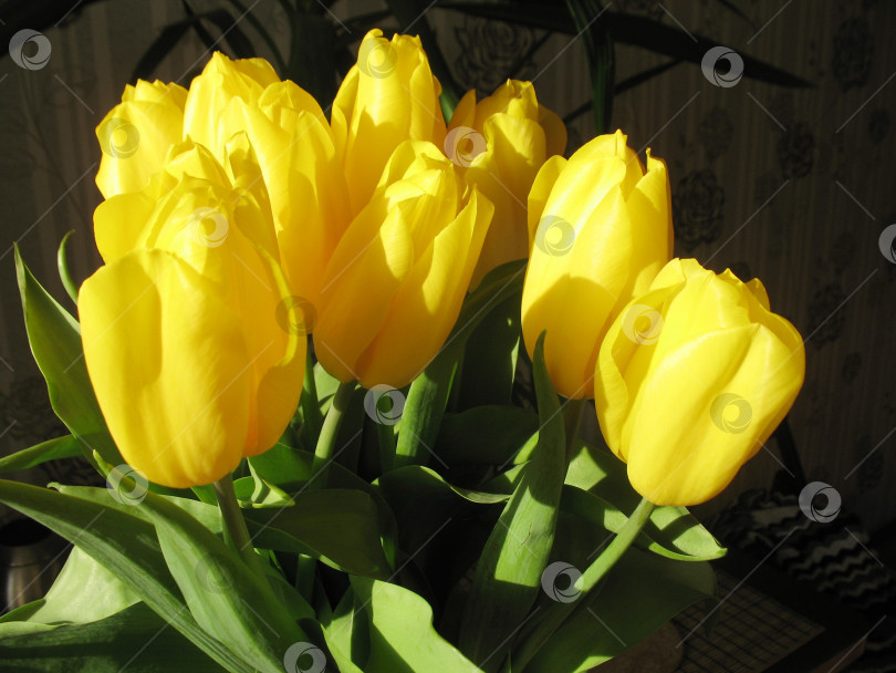 Скачать Красивый весенний букет из желтых тюльпанов, выделенных на черном фоне фотосток Ozero