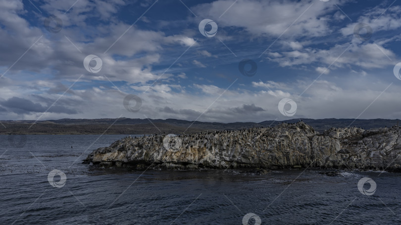 Скачать Многие бакланы поселились на скалистом острове в проливе Бигль. фотосток Ozero