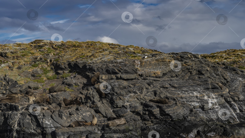 Скачать Морские львы и морские птицы отдыхают на склонах скалистого острова. фотосток Ozero