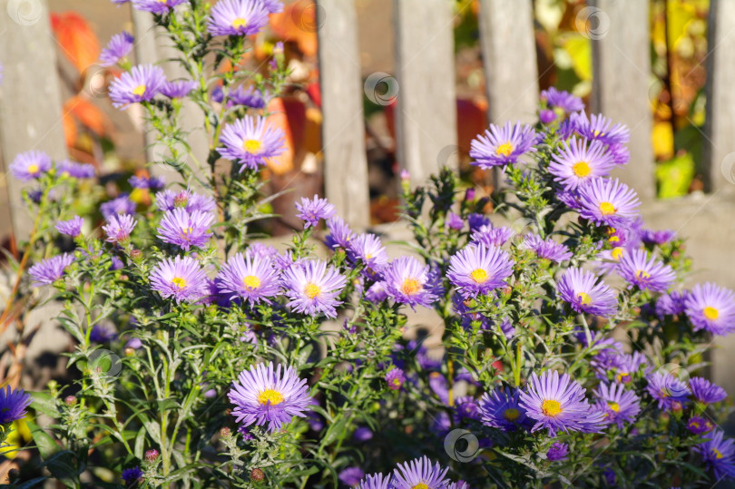 Скачать Растение Astra Virgin с мелкими пурпурными цветками, цветущее в осеннем саду фотосток Ozero