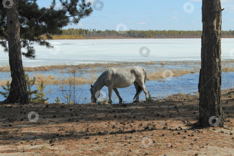 Скачать Лошадь пет воду в лесу фотосток Ozero