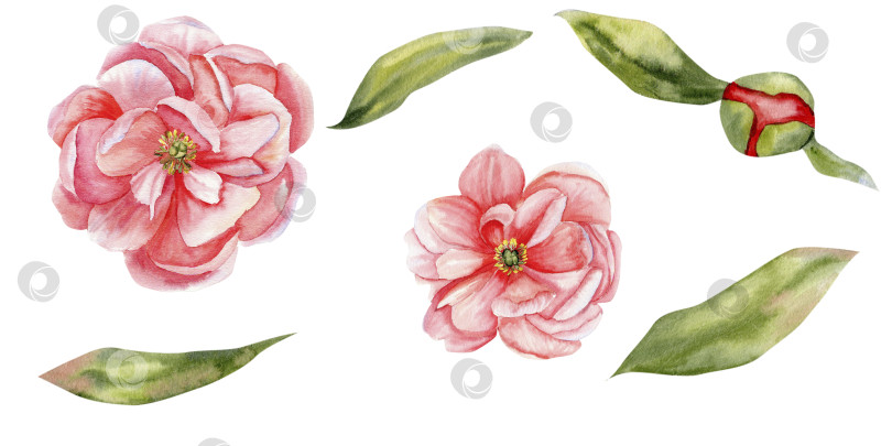 Скачать Акварельный набор "Розовый распустившийся цветок пиона с зелеными листьями и бутоном". Коллекция цветов для оформления свадеб, приглашений, открыток, весенних романтических вечеринок. Коллекция цветов фотосток Ozero