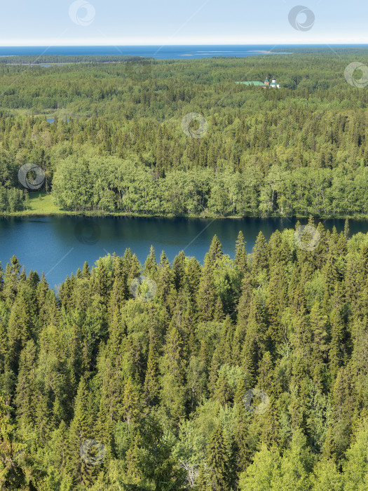 Скачать Вид на лесное озеро на Соловецком острове со смотровой площадки. фотосток Ozero