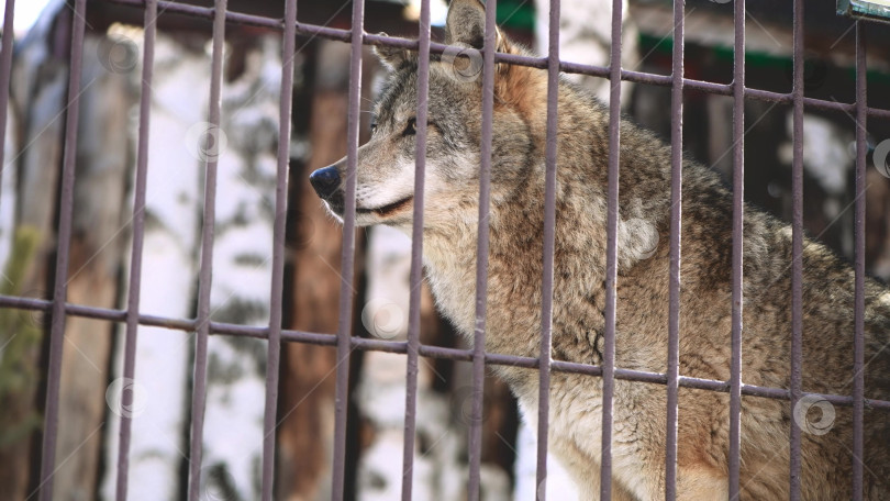 Скачать Крупный план волка за решеткой в зоопарке, дикое хищное животное, млекопитающее фотосток Ozero