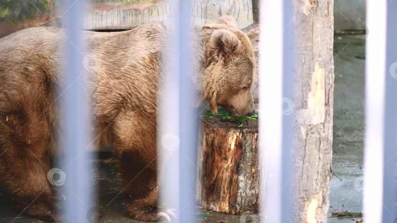 Скачать Бурый медведь ест морковь в зоопарке, в клетке за решеткой фотосток Ozero