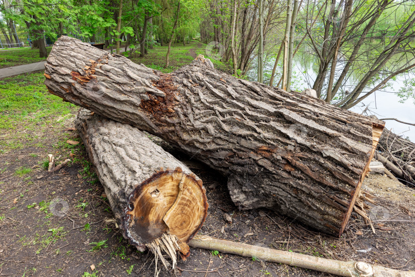 Скачать Старое дерево, срубленное в парке фотосток Ozero