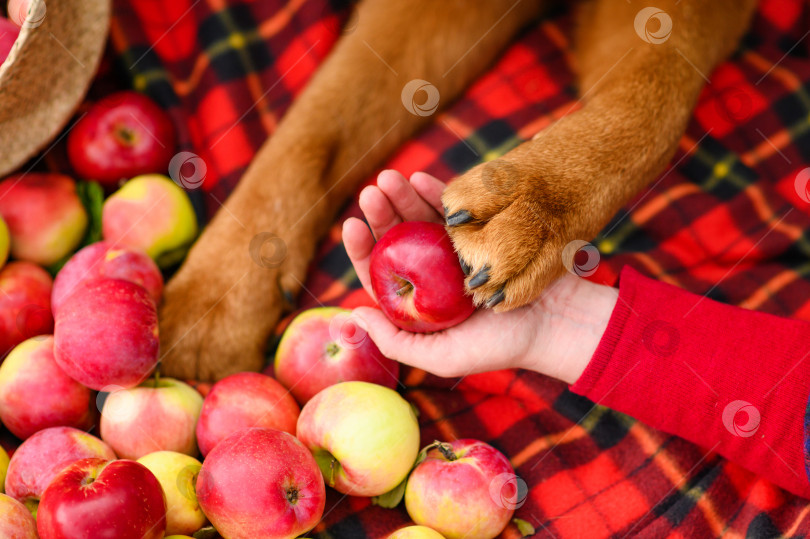 Скачать Большая собачья лапа на спелом красном яблоке. Сбор урожая яблок. Выборочное сосредоточение внимания на лапе. фотосток Ozero