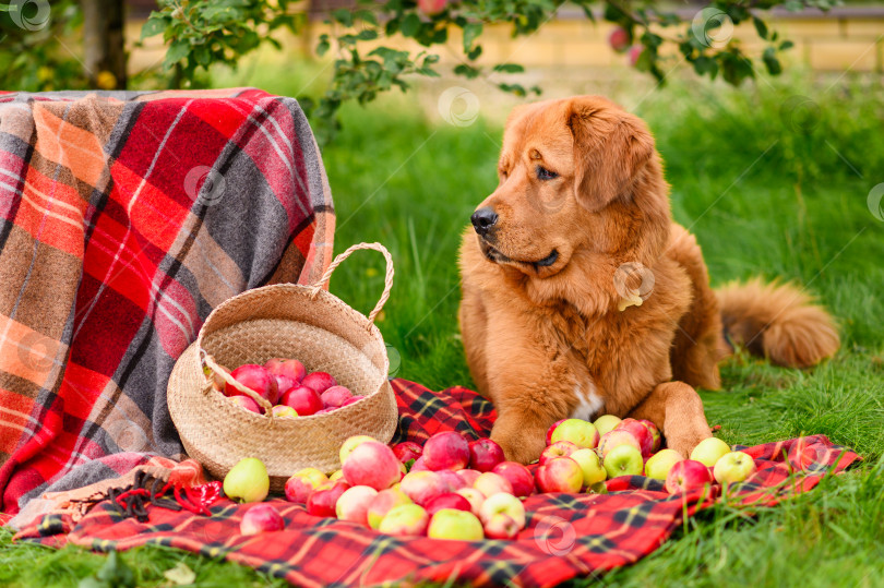 Скачать Красивая рыжеволосая собака лежит на одеяле с корзинкой спелых яблок. Сбор урожая яблок осенью. фотосток Ozero