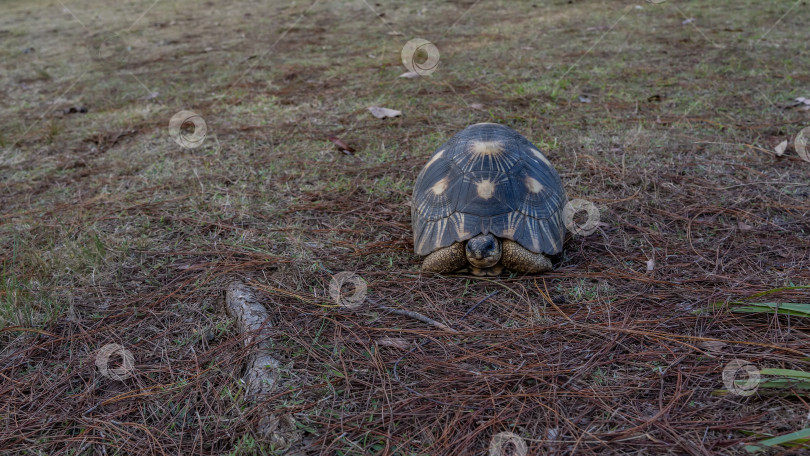 Скачать Красивая черепаха Astrochelys radiata является эндемиком Мадагаскара. фотосток Ozero