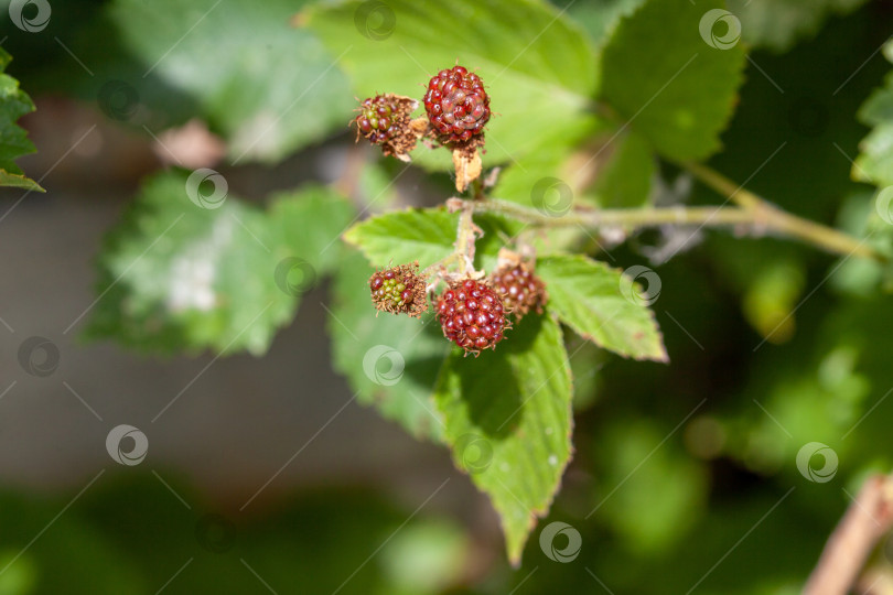 Скачать Ежевика обыкновенная Rubus ulmifolius летняя ягода красная, когда она незрелая, и черная, когда созрела фотосток Ozero