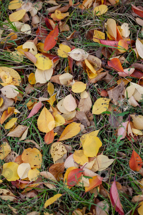 Скачать Осенние листья на лужайке. Осень означает долгожданные перемены. фотосток Ozero