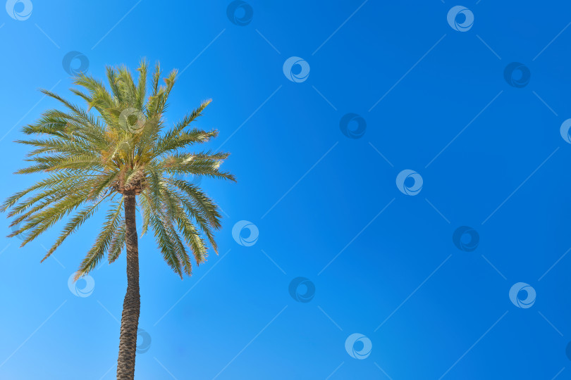 Скачать Пальма на ветру на фоне голубого неба. фотосток Ozero