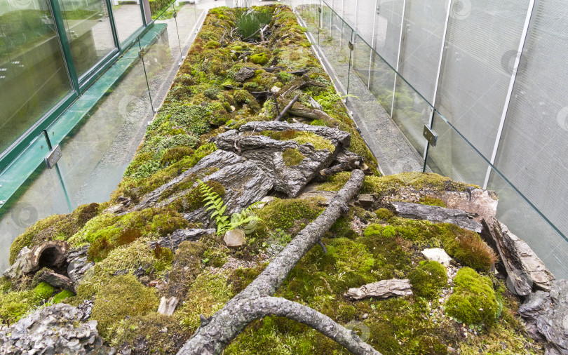 Скачать "Сад мхов" - инсталляция, демонстрирующая различные виды мохообразных. фотосток Ozero
