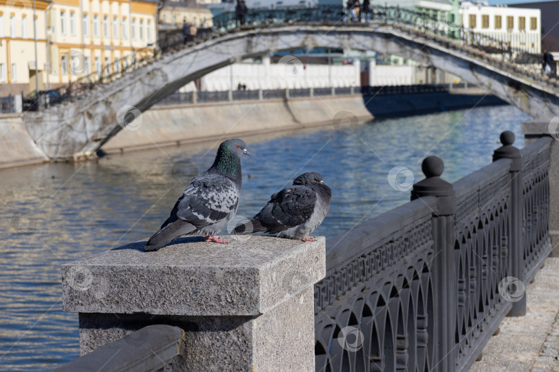 Скачать Голуби на фоне Садовнического моста, Москва. фотосток Ozero