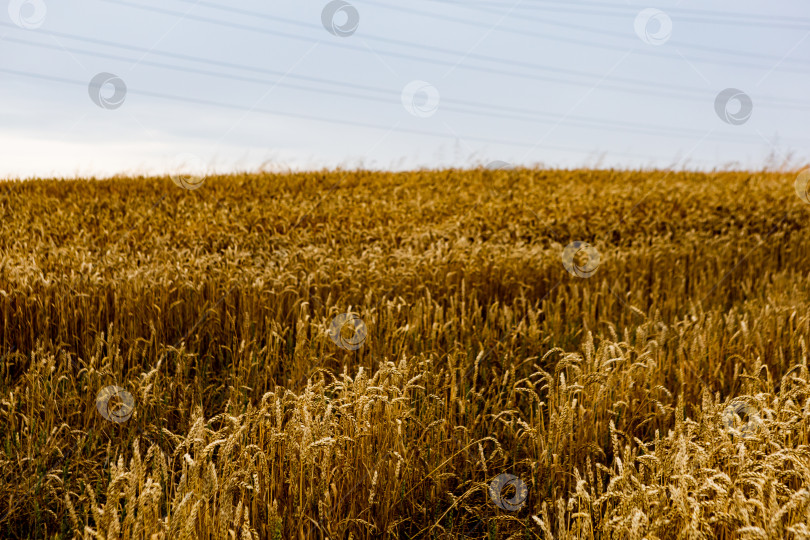 Скачать поле созревающей пшеницы, поле злаков, текстурный фон фотосток Ozero