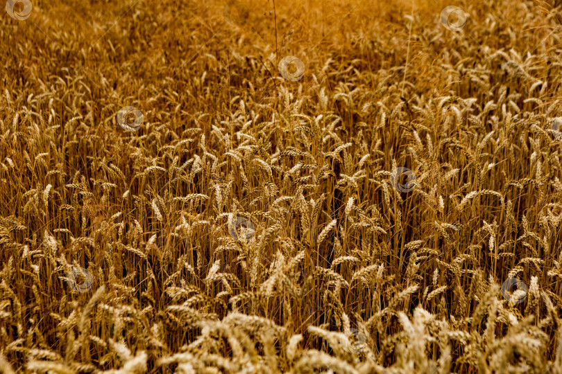 Скачать поле созревающей пшеницы, поле злаков, текстурный фон фотосток Ozero