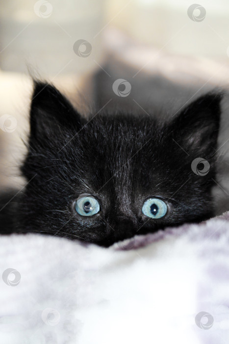 Скачать черный котенок с голубыми глазами с интересом выглядывает из-под одеяла фотосток Ozero