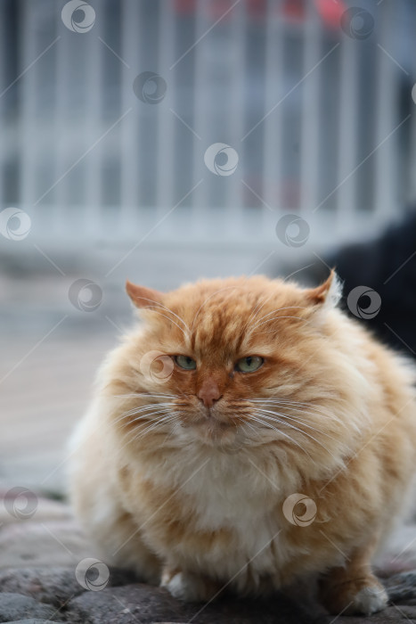 Скачать большой пушистый толстый недовольный рыжий кот на улице фотосток Ozero