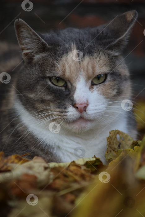 Скачать счастливый трехцветный кот в осенних листьях фотосток Ozero
