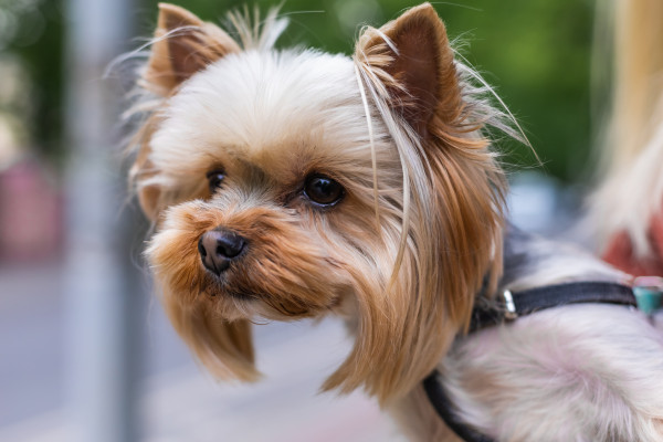 [object Object] undefined