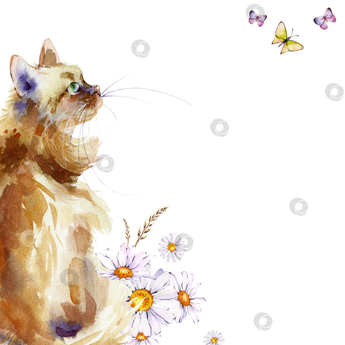 Скачать Сидящий рыжий кот с ромашками и бабочками. Акварель. Дизайн для открытки. фотосток Ozero